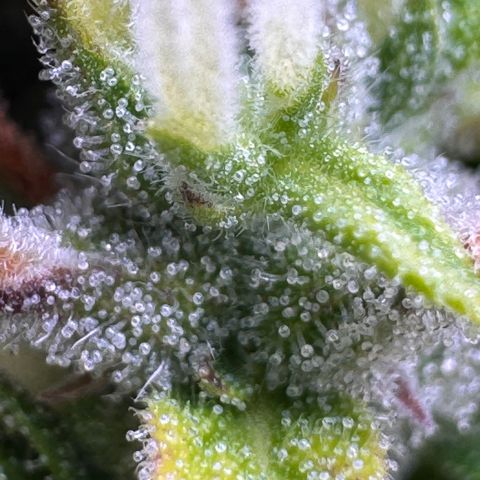 Fat Banana Auto #1 -89g growlog photo: 23:18
