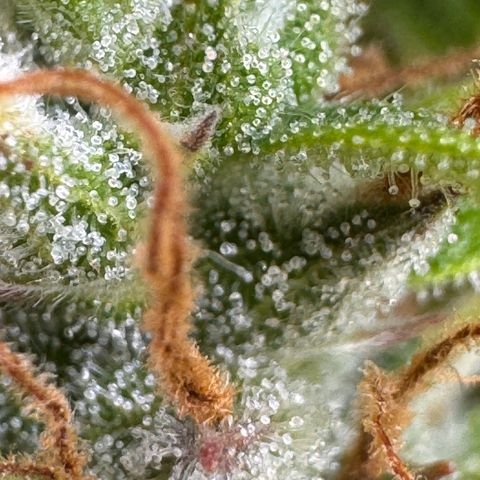 Fat Banana Auto #1 -89g growlog photo: 23:18