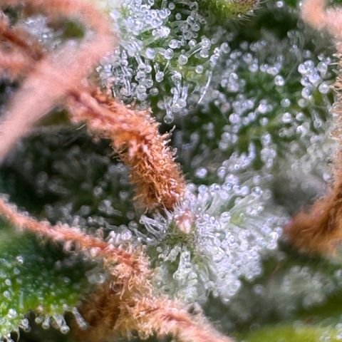 Fat Banana Auto #1 -89g growlog photo: 23:18