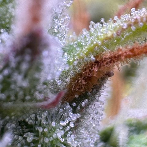 Fat Banana Auto #1 -89g growlog photo: 23:18