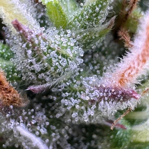 Fat Banana Auto #1 -89g growlog photo: 23:18