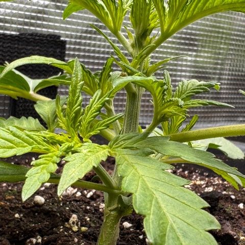 Apple Fritter Auto #3  -85g growlog photo: 10:33