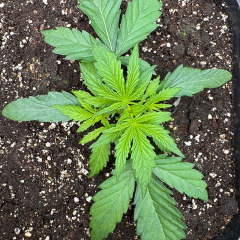 Apple Fritter Auto #3  -85g growlog photo: 10:33