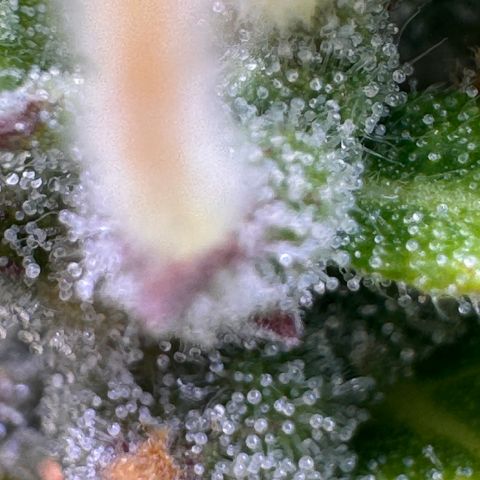 Fat Banana Auto #1 -89g growlog photo: 23:53