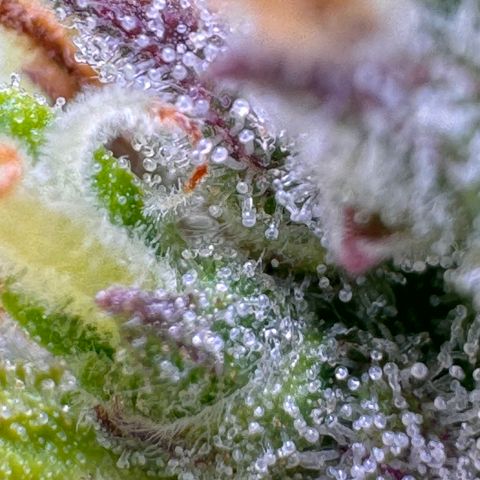 Fat Banana Auto #1 -89g growlog photo: 23:53