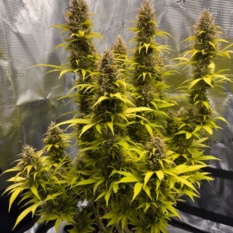 Fat Banana Auto #1 -89g growlog photo: 23:53