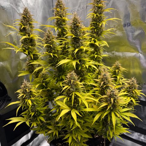 Fat Banana Auto #1 -89g growlog photo: 23:53