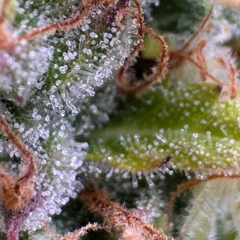 Fat Banana Auto #1 -89g growlog photo: 23:53