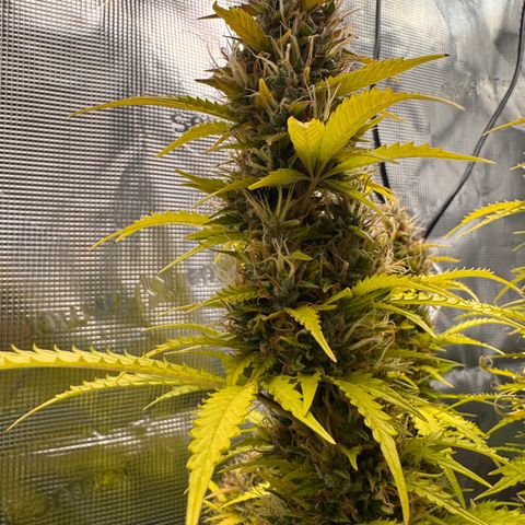 Fat Banana Auto #1 -89g growlog photo: 23:53