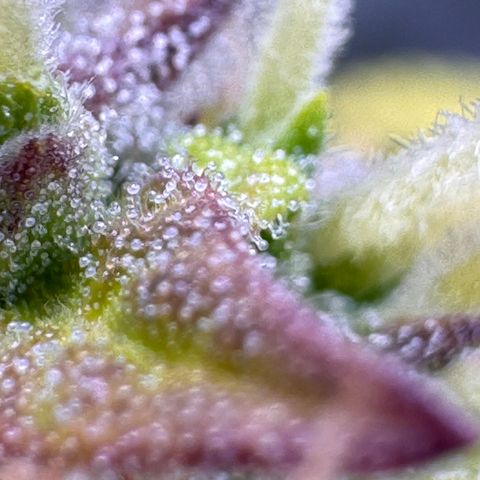 Fat Banana Auto #1 -89g growlog photo: 23:53