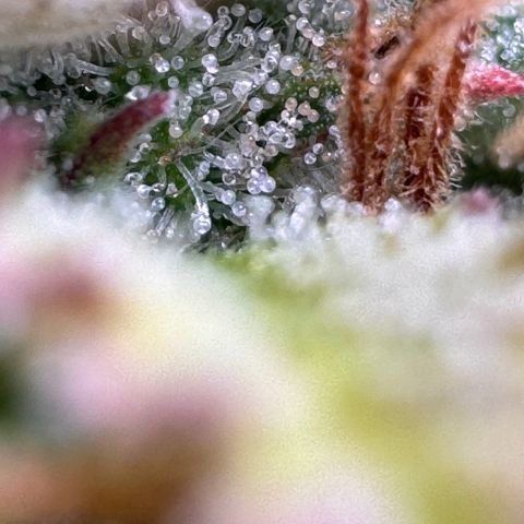 Fat Banana Auto #1 -89g growlog photo: 23:53