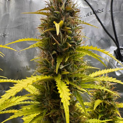 Fat Banana Auto #1 -89g growlog photo: 23:53