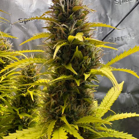 Fat Banana Auto #1 -89g growlog photo: 23:53