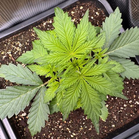 Apple Fritter Auto #3  -85g growlog photo: 10:18