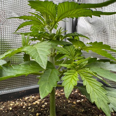 Apple Fritter Auto #3  -85g growlog photo: 10:18