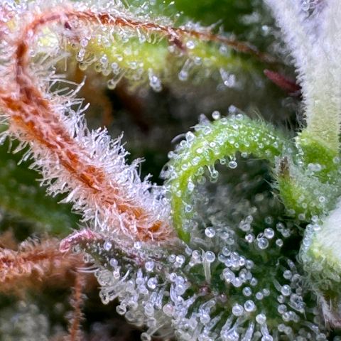 Fat Banana Auto #1 -89g growlog photo: 23:37