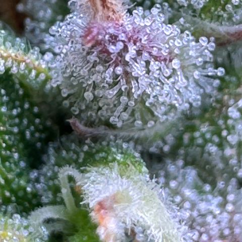 Fat Banana Auto #1 -89g growlog photo: 23:37