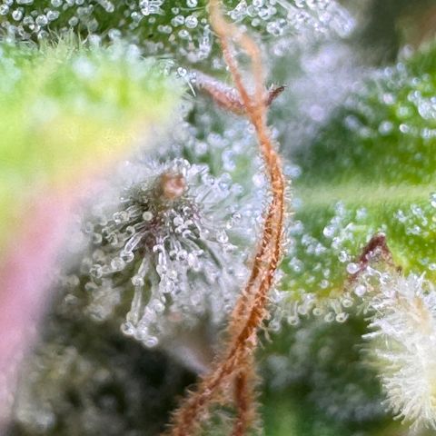 Fat Banana Auto #1 -89g growlog photo: 23:37