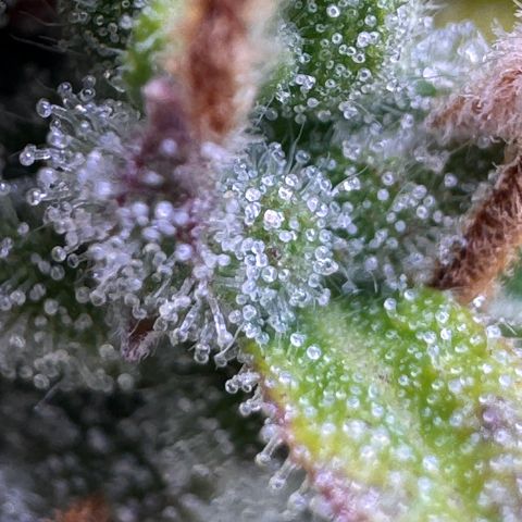 Fat Banana Auto #1 -89g growlog photo: 23:37