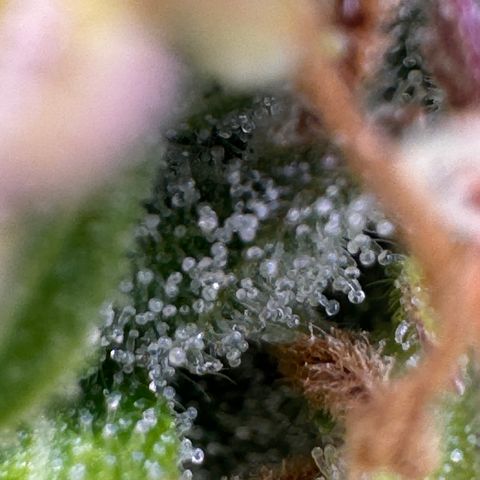 Fat Banana Auto #1 -89g growlog photo: 23:37