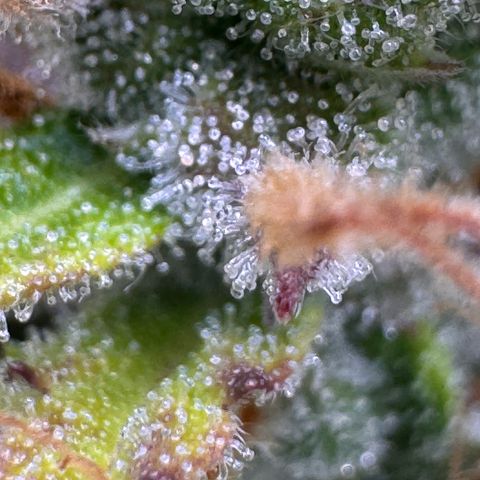 Fat Banana Auto #1 -89g growlog photo: 23:37
