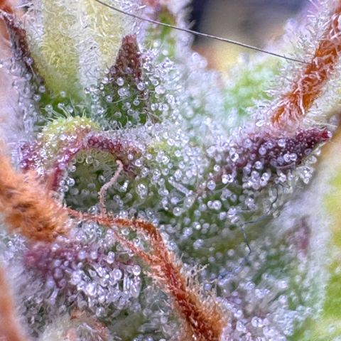 Fat Banana Auto #1 -89g growlog photo: 23:37
