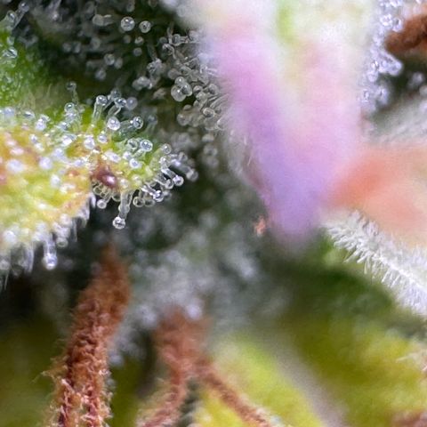Fat Banana Auto #1 -89g growlog photo: 23:37