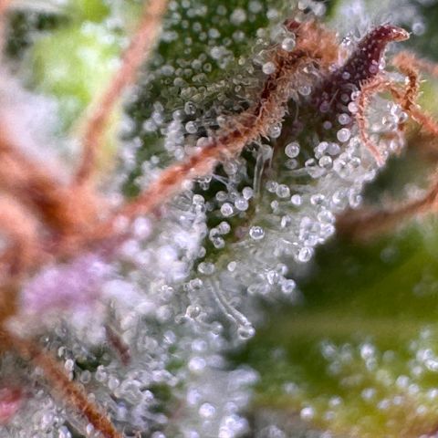 Fat Banana Auto #1 -89g growlog photo: 23:37