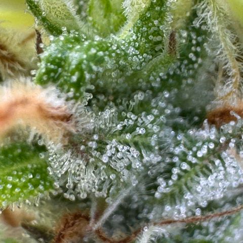 Fat Banana Auto #1 -89g growlog photo: 23:37