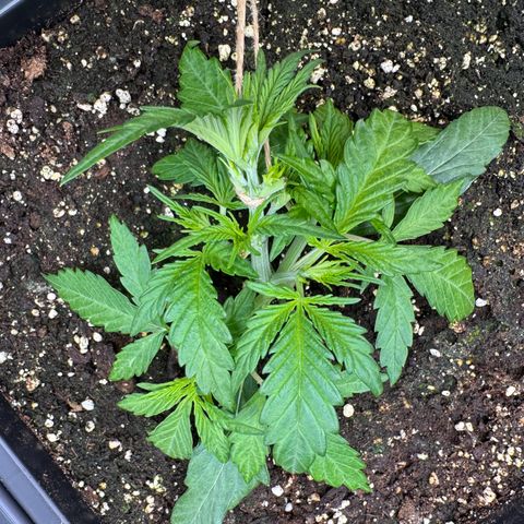 Apple Fritter Auto #3  -85g growlog photo: 23:28