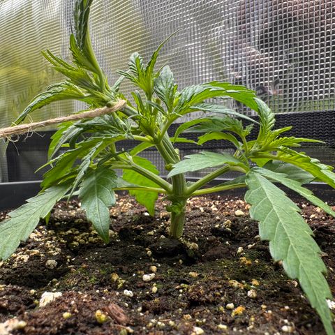 Apple Fritter Auto #3  -85g growlog photo: 23:28
