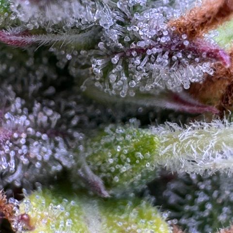 Fat Banana Auto #1 -89g growlog photo: 22:39