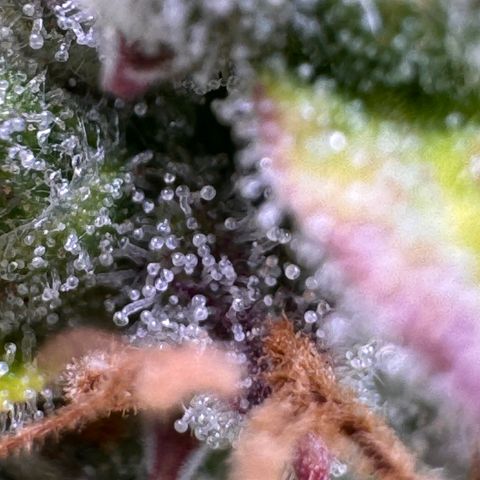 Fat Banana Auto #1 -89g growlog photo: 22:39