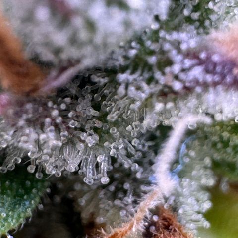 Fat Banana Auto #1 -89g growlog photo: 22:39