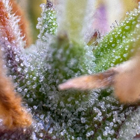 Fat Banana Auto #1 -89g growlog photo: 22:39