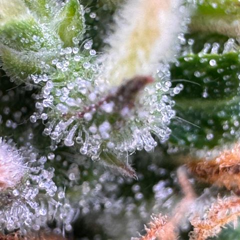 Fat Banana Auto #1 -89g growlog photo: 22:39