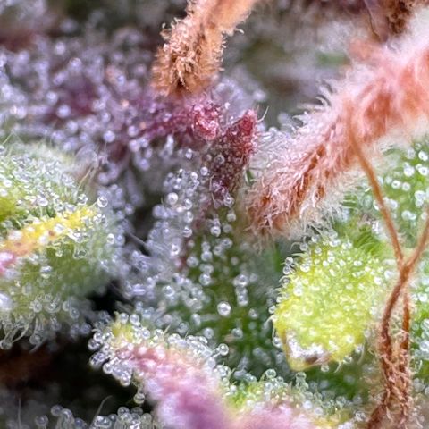 Fat Banana Auto #1 -89g growlog photo: 22:39