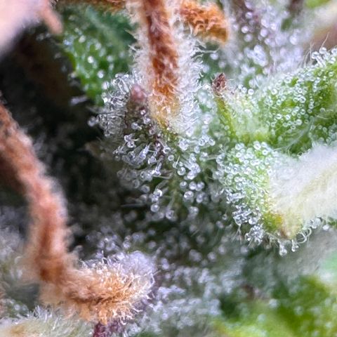 Fat Banana Auto #1 -89g growlog photo: 22:39