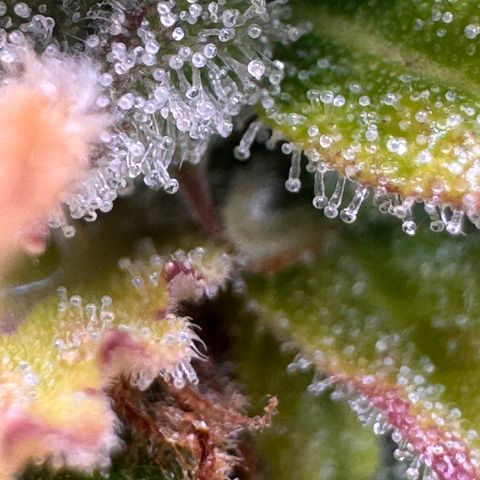 Fat Banana Auto #1 -89g growlog photo: 22:39