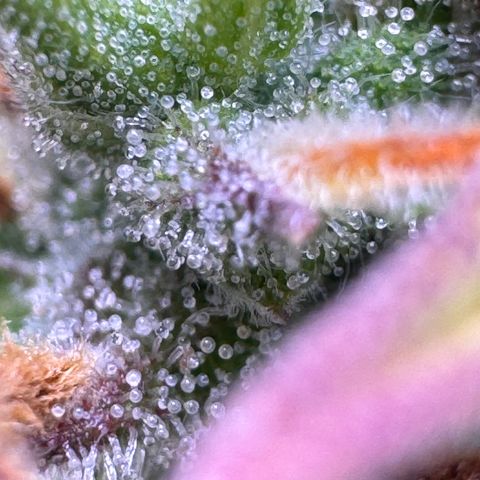 Fat Banana Auto #1 -89g growlog photo: 22:39