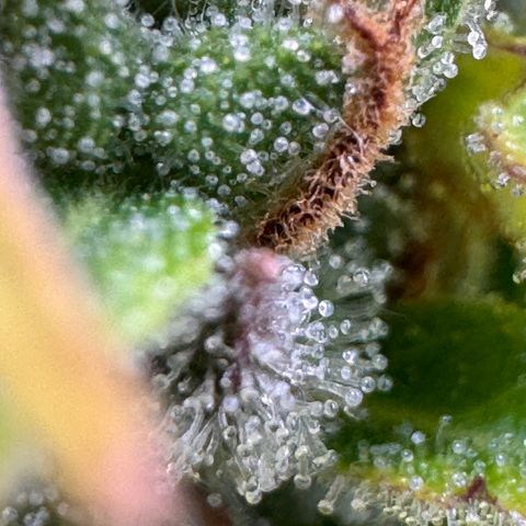 Fat Banana Auto #1 -89g growlog photo: 22:39