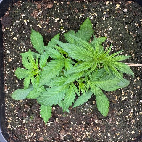 Apple Fritter Auto #3  -85g growlog photo: 22:34