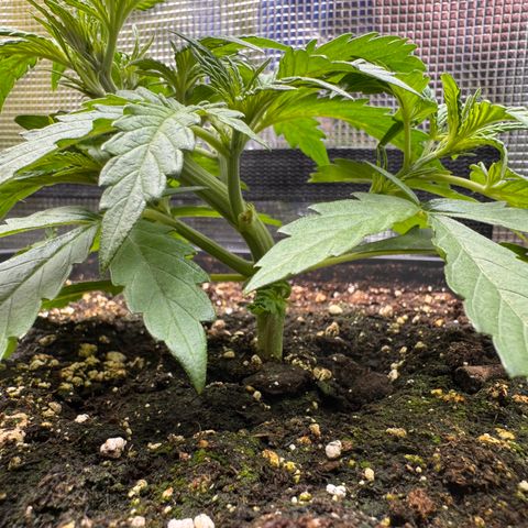 Apple Fritter Auto #3  -85g growlog photo: 22:34