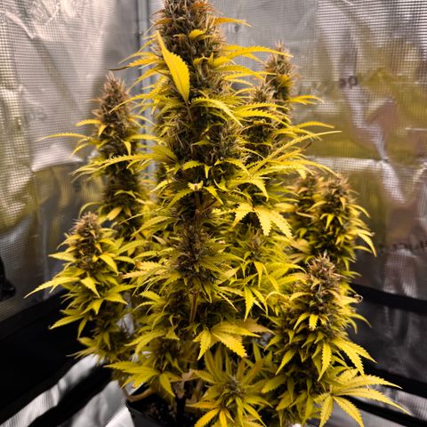 Fat Banana Auto #1 -89g growlog photo: 10:25