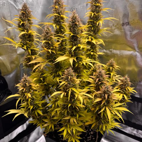 Fat Banana Auto #1 -89g growlog photo: 10:25