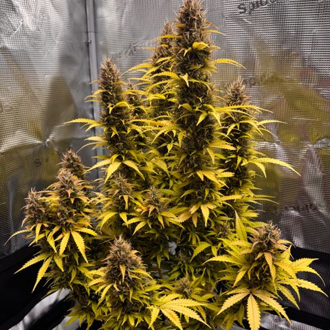 Fat Banana Auto #1 -89g growlog photo: 10:25
