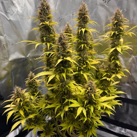 Fat Banana Auto #1 -89g growlog photo: 10:25