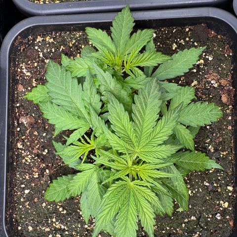 Apple Fritter Auto #3  -85g growlog photo: 22:25