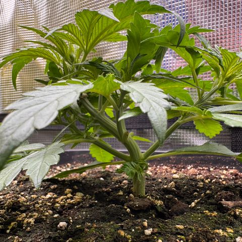 Apple Fritter Auto #3  -85g growlog photo: 22:25
