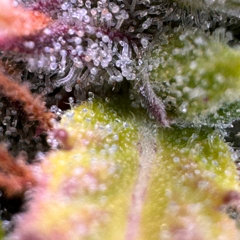 Fat Banana Auto #1 -89g growlog photo: 22:29